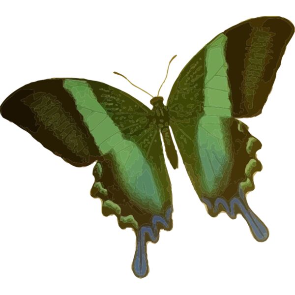 Papilio blumei Thumbnail