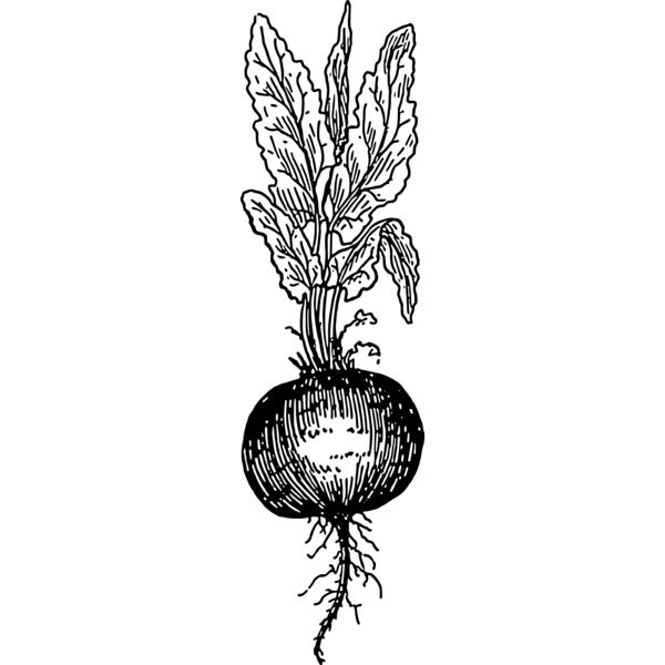 warszawianka Beet root Thumbnail