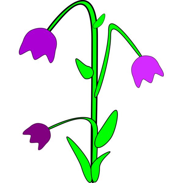 Machovka bell flower Thumbnail