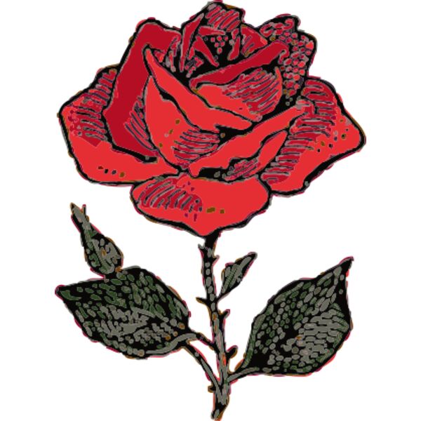 johnny automatic rose 3 Thumbnail