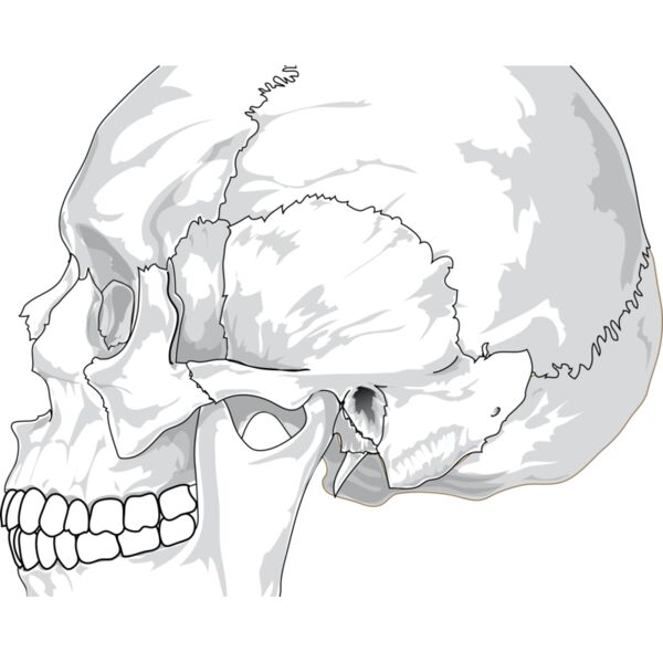 liftarn Human skull  side view  Thumbnail