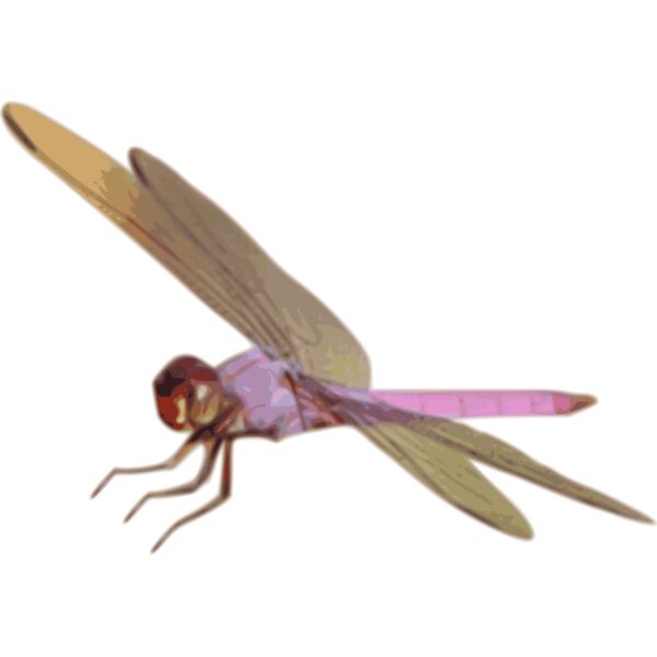 Roseate skimmer01 Thumbnail