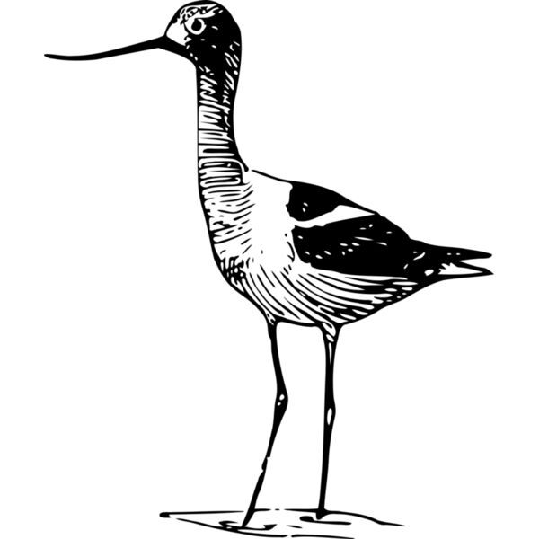 ryanlerch Avocet 2 Thumbnail