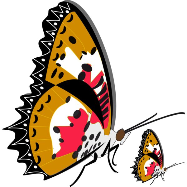 papillonddailes Thumbnail