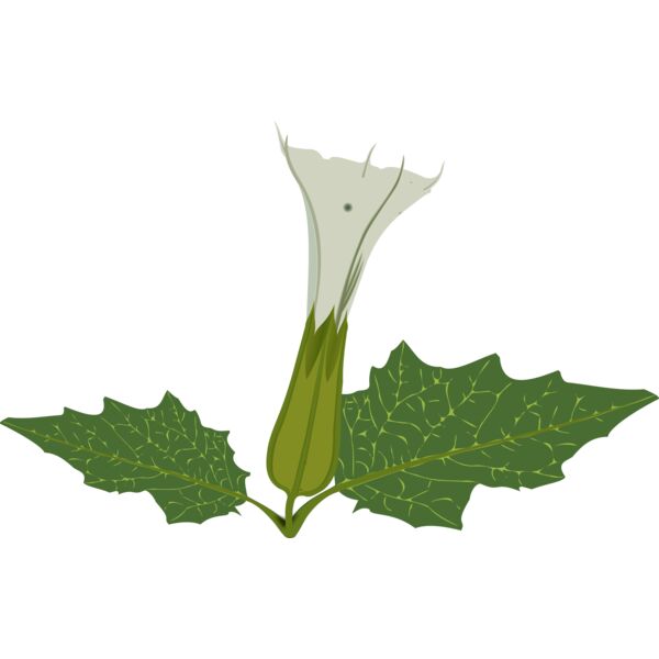 Stramonium Thumbnail