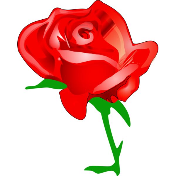 tomas arad red rose Thumbnail