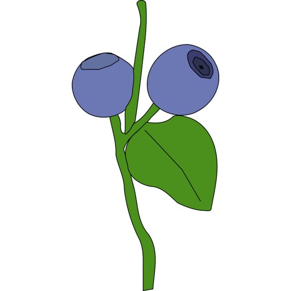 Machovka blueberry Thumbnail