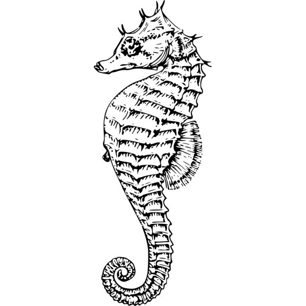 sea horse Thumbnail