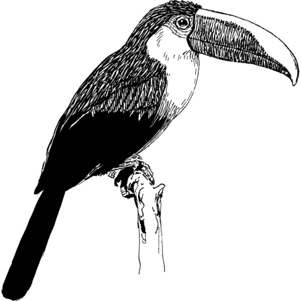 Toucan  Thumbnail