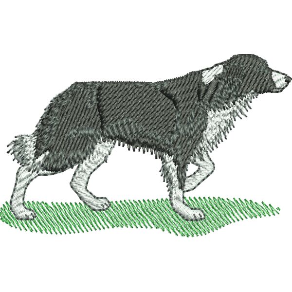 Border Collie Thumbnail